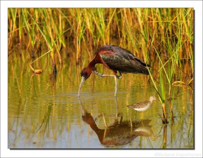 Zwarte Ibis - Plegadis falcinellus - Glossy Ibis