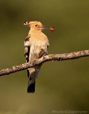 Hop - Upupa epops - Hoopoe