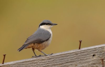 Rotsklever - Sitta neumayer - Western Rock Nuthatch