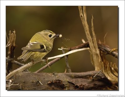 Goudhaan - Regulus regulus - Goldcrest