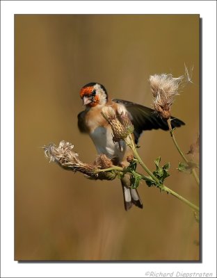 Putter - Carduelis carduelis - Goldfinch