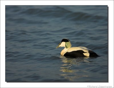 Eidereend - Somateria mollissima - Eider
