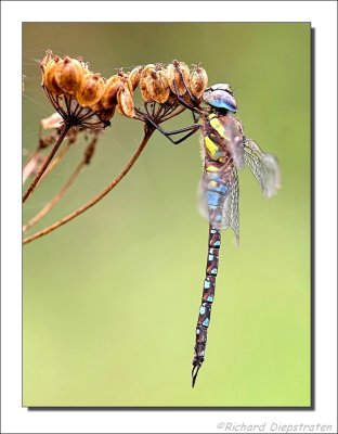 Paardenbijter - Aeshna mixta - Migrant Hawker