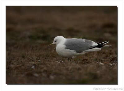 Stormmeeuw - Larus canus - Common Gull