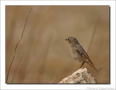 Zwarte Roodstaart    -    Black Redstart