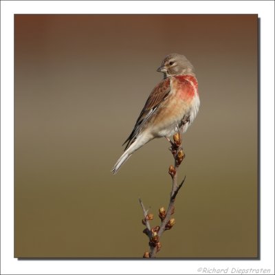 Kneu - Carduelis cannabina - Linnet