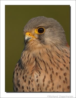 Torenvalk - Falco tinnunculus - Common Kestrel