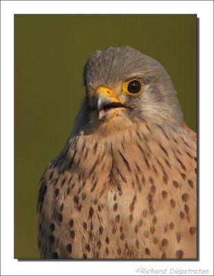 Torenvalk - Falco tinnunculus - Common Kestrel