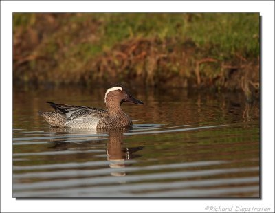 Zomertaling - Accipiter gentilis - Garganey