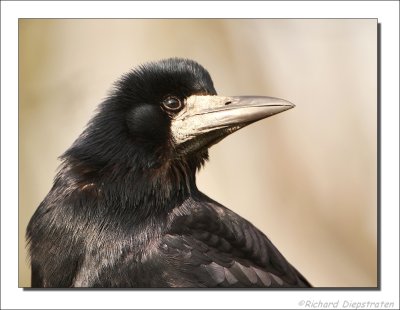 Roek  - Corvus frugilegus - Rook