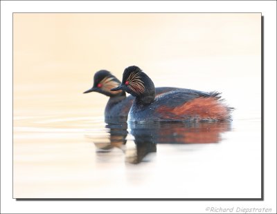 Geoorde Fuut - Podiceps nigricollis - Black-necked Grebe