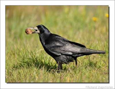 Roek  - Corvus frugilegus - Rook