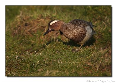 Zomertaling    -    Garganey