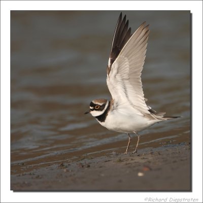 Kleine Plevier - Charadrius dubius - Little Ringed Plover