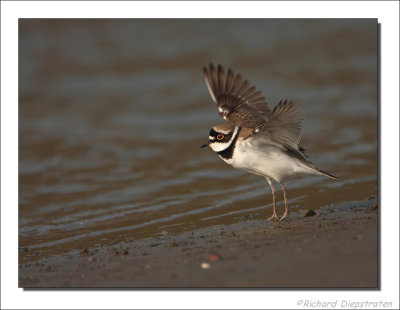 Kleine Plevier - Charadrius dubius - Little Ringed Plover