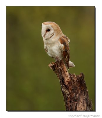 Kerkuil - Tyto alba - Barn Owl