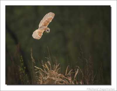 Kerkuil - Tyto alba - Barn Owl