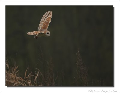 Kerkuil - Tyto alba - Barn Owl