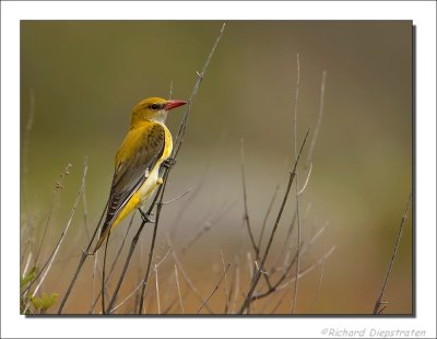 Wielewaal - Oriolus oriolus - Golden Oriole