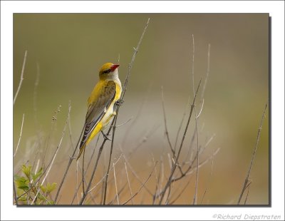 Wielewaal - Oriolus oriolus - Golden Oriole