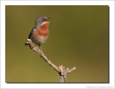 Baardgrasmus - Sylvia cantillans - Subalpine Warbler