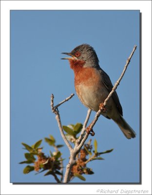 Baardgrasmus - Sylvia cantillans - Subalpine Warbler