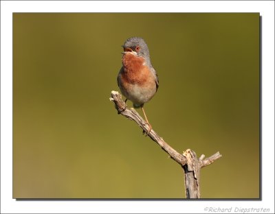 Baardgrasmus - Sylvia cantillans - Subalpine Warbler