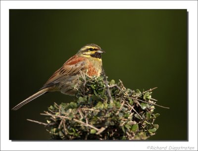 Cirlgors - Emberiza cirlus - Cirl Bunting