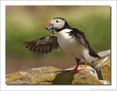 Papegaaiduiker - Fratercula arctica - Puffin