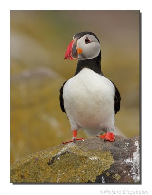 Papegaaiduiker - Fratercula arctica - Puffin