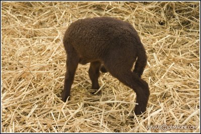 The headless, three-legged lamb