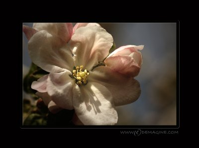 Draganized blossom