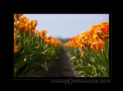 ... more tulips ...