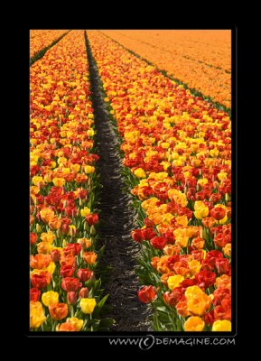 ... even more tulips.