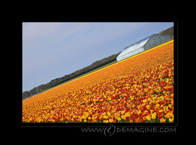 An orange field.