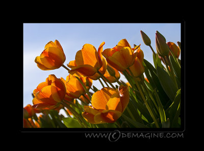 Orange tulips.
