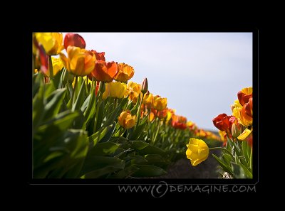 Red, orange & yellow.