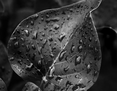 leaf