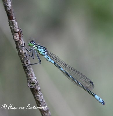 Maanwaterjuffer - Coenagrion lunulatum