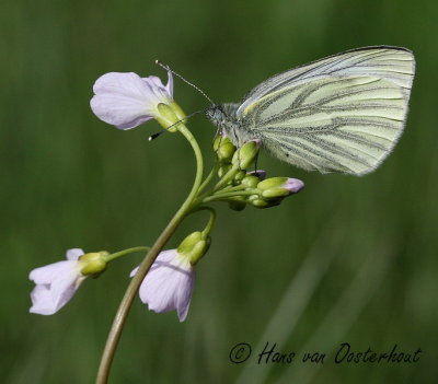 Klein Geaderd Witje - Pieris napi