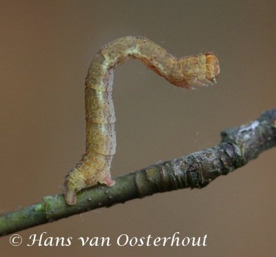 Gestippelde Oogspanner - Cyclophora punctaria