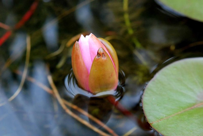 UC Botanical Gardens