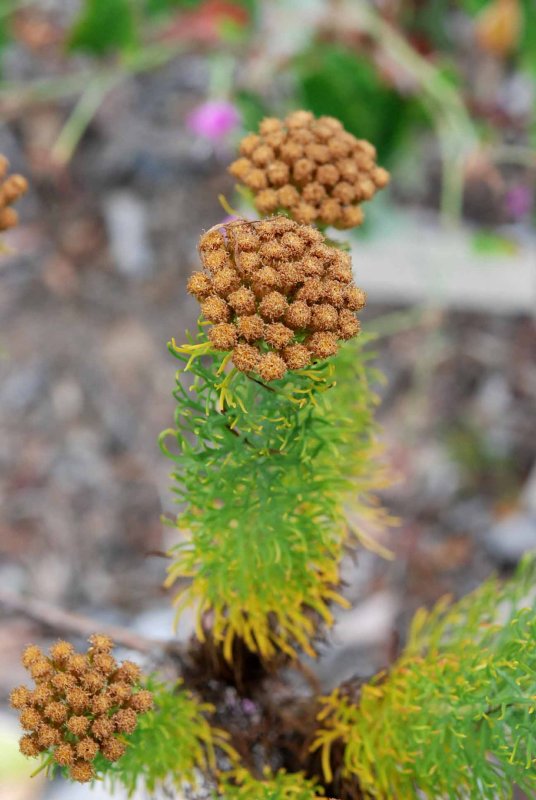 UC Botanical Gardens