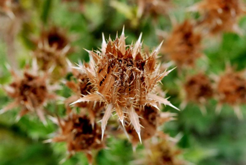 UC Botanical Gardens