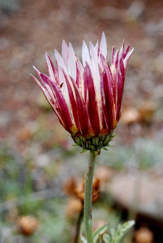 UC Botanical Gardens