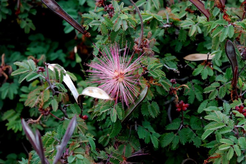 UC Botanical Gardens