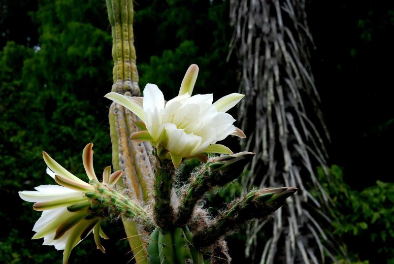 UC Botanical Gardens