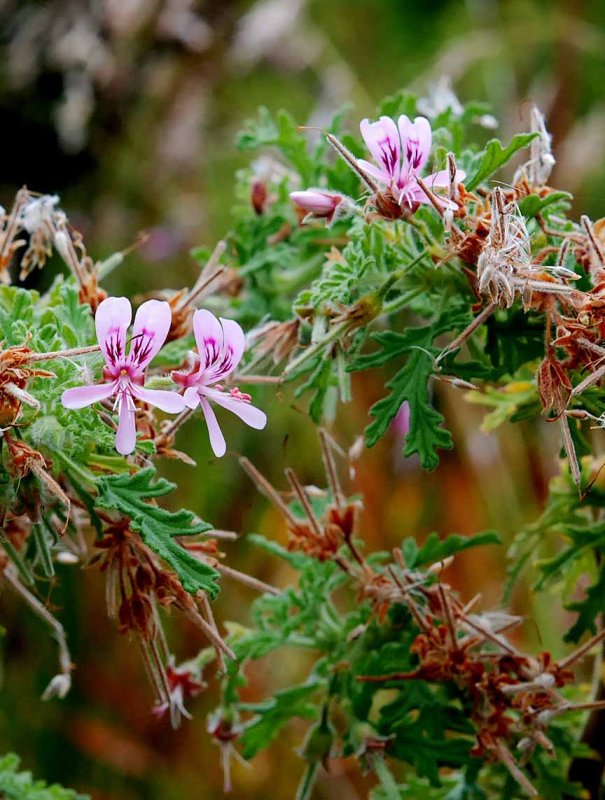 UC Botanical Gardens