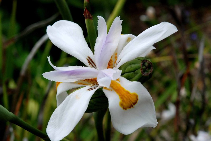 UC Botanical Gardens