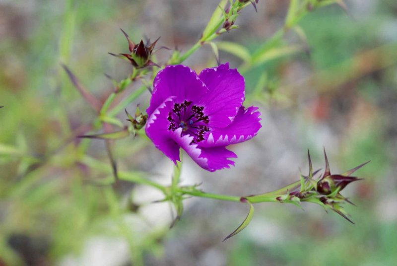 UC Botanical Gardens